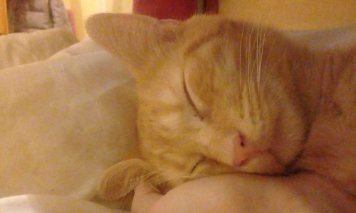 Vous n'enleverez pas nos animaux ;)