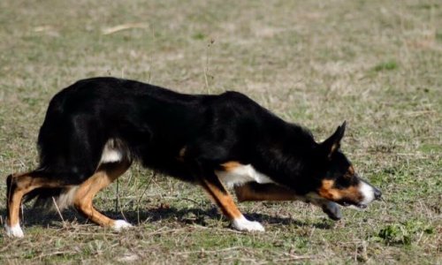 Pour la préservation du Border Collie