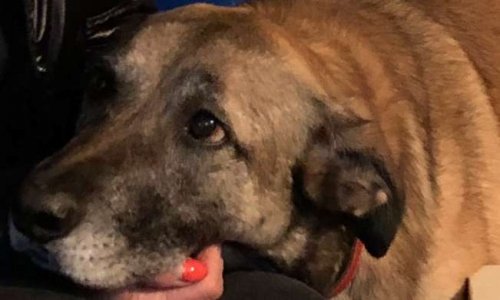 HALTE gaspillage déchets #Amazon. Protégeons toutous incinérateur poubelles Lunel-Viel !