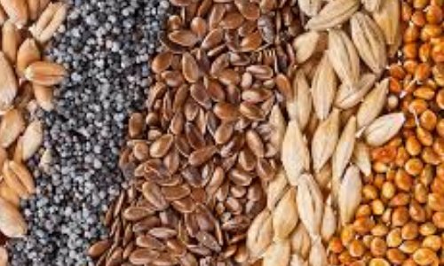 Autoriser les paysans à vendre leurs propres graines !