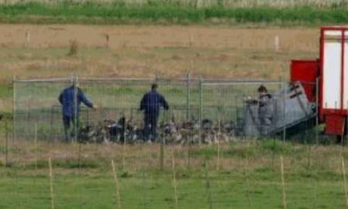 Oui à la chasse des oies en Février ! Chasseurs, mobilisez-vous !