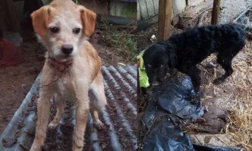 Peine de prison ferme pour l'individu ayant laissé mourir 4 chiens, 5 chats et 8 autres dans un état critique à Rethel