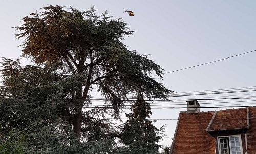 PROTECTION D'UN ARBRE MAJESTUEUX REFUGE D'OISEAUX MIGRATEURS