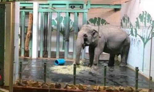 SORTONS L'ELEPHANTE LUCY DE SA CAGE DE VERRE