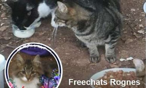 Protection des animaux sur la commune de Rognes 13840