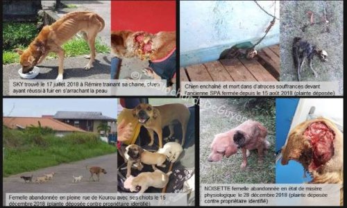 La protection de la vie, la sécurité et le bien-être des animaux