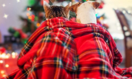 Pour une considération du bien-être animal sous toutes ses formes