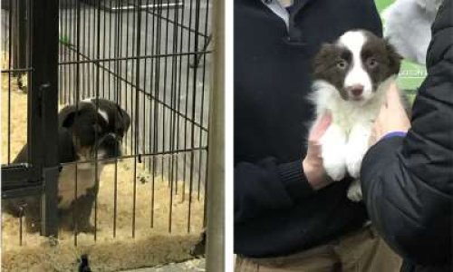 Stop au salon du chiot !