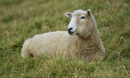 Justice contre les bourreaux d'une brebis