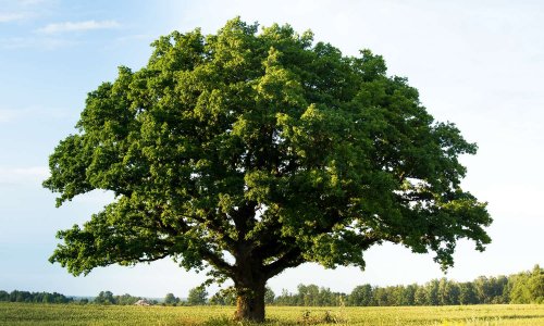Engagez-vous à sauver des vies, sauvez des arbres !