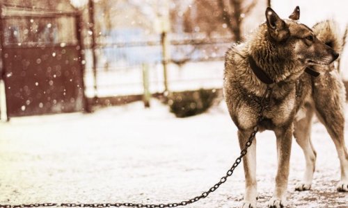 Projet de règlement sur le bien-être animal