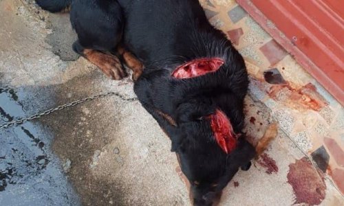 Justice pour Sacha et Oly