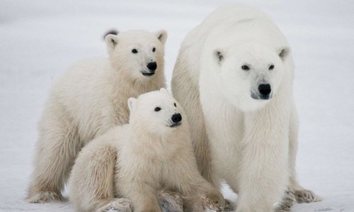 NON au regroupement d'animaux du grand froid au ZOO de BELGIQUE