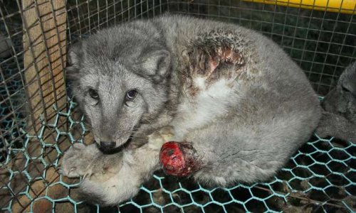 PHILIPP PLEIN : à quand l'éthique ?