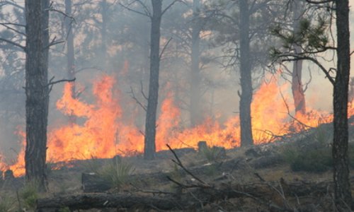 Le climat, la nature, est ce réellement le combat de tous ?