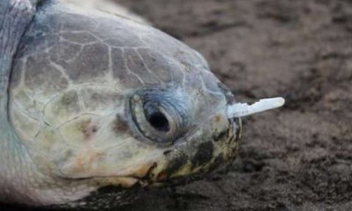 Pour le maintien de l'interdiction des contenants jetables en plastique et autres couverts, pailles et touillettes au 1er janvier 2020