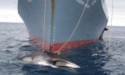 #StopChasseBaleine - Le Japon doit cesser la chasse à la baleine !