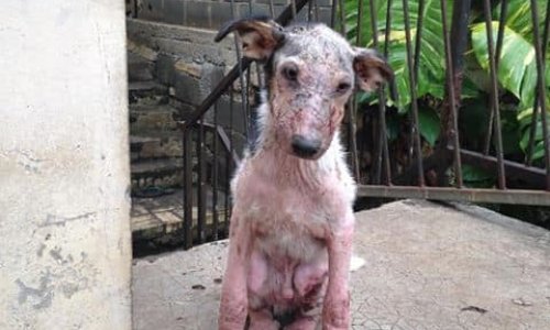 Pétition pour la condition animale en Nouvelle Calédonie