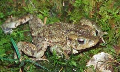 Non à l'aire de grand passage de Colmar