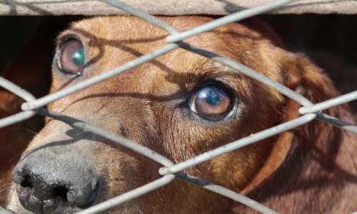 Non à la fermeture de la fourrière canine de Castelsarrasin-Moissac