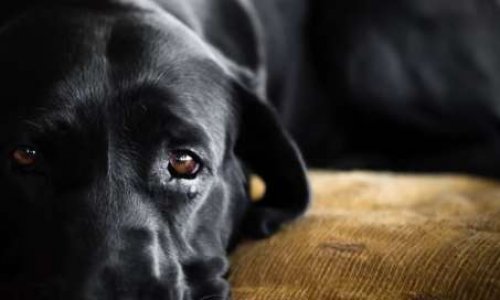 Non au nouvel agrément donné à l'éleveur de Remicourt dont les 151 chiens saisis en 2018