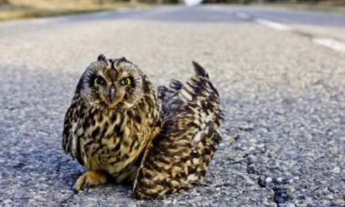 Mobilisation générale pour sauver le CRSFS84