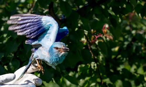 Sauver les Animaux Sauvages en PACA