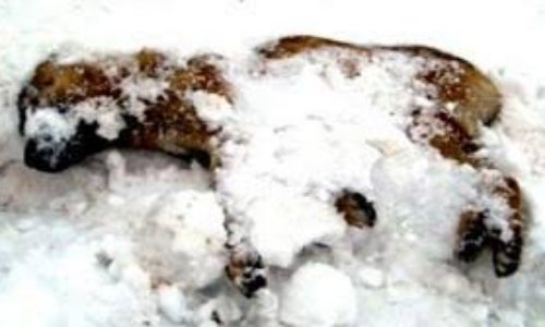 Création d'une loi interdisant de laisser ses animaux dehors quand il fait trop froid