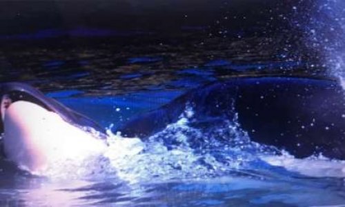 NON A L'EXTINCTION DES ORQUES RÉSIDENTES DU SUD DE LA MER DES SALISH (elles meurent)