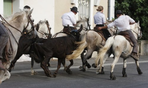 Non aux vachettes à la féria de Champagne en Ardèche les 7 et 8 juin 2019 !