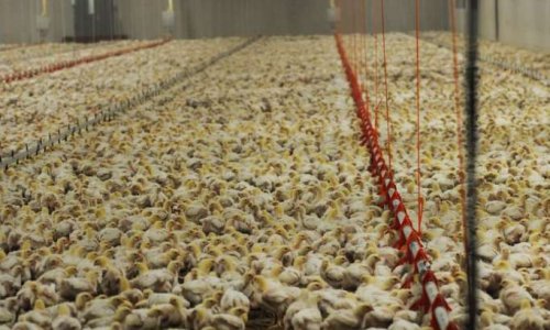 Non à l’élevage industriel de 33.000 poulets à Flangebouche