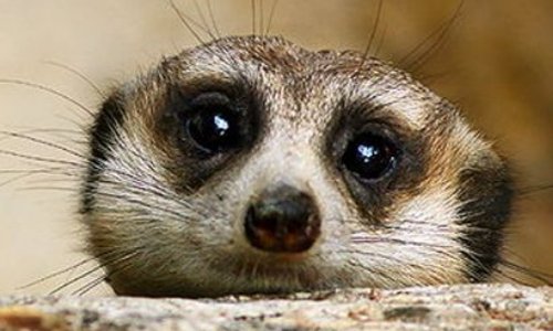 Sauvons les suricates d'Irak