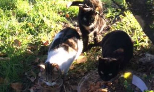 Marseille : sauvons nos chats errants