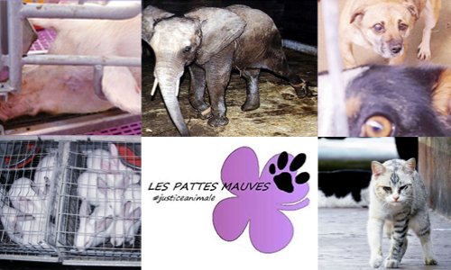 Les animaux sont notre affaire : pour une #JusticeAnimale !