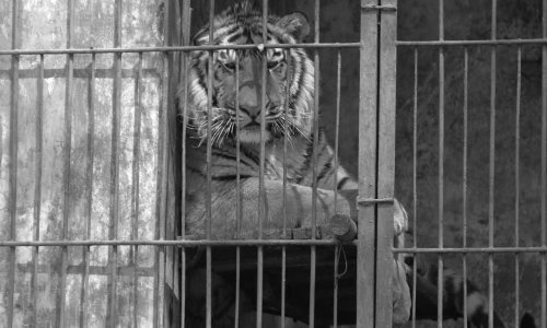 Non aux cirques avec animaux dans la ville de Dole