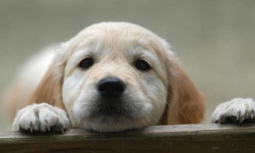 Non à la ZOOPHILIE !