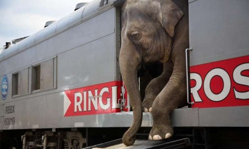 NON aux cirques avec animaux à AUTUN