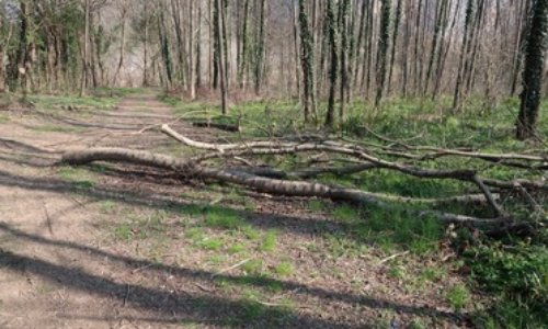 Stop au déboisement illégal des rives du Gardon