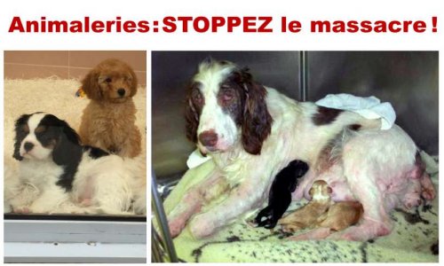 Pour interdire la vente de chiots, chatons et NACs en animalerie