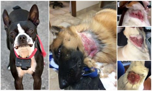 Pour interdire les colliers électriques