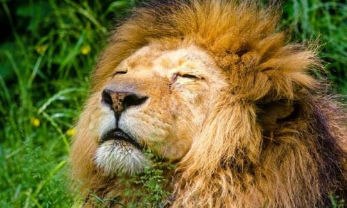 Pour un projet de loi interdisant les animaux dans les cirques