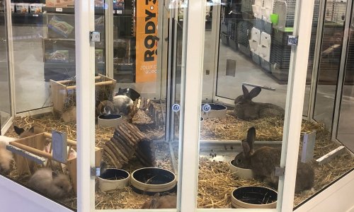 Pour l’arrêt TOTAL des ventes de lapins, furets et poissons en animalerie !