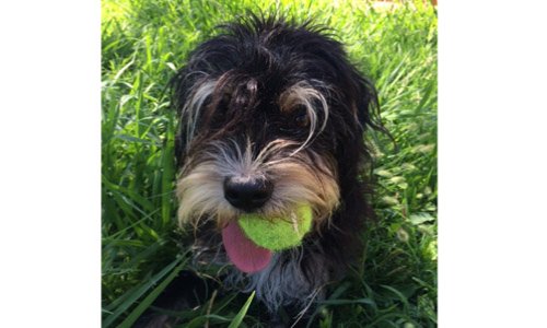 PARC DESTINÉ AUX CHIENS CENTRE VILLE NICE