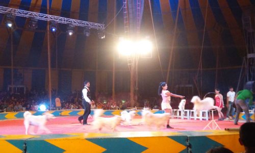 Non à l'usage des animaux dans les cirques