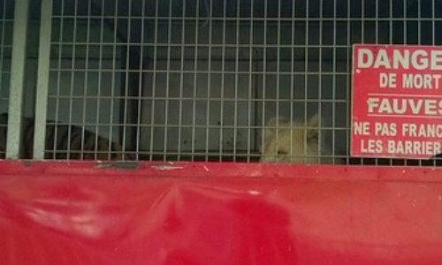 OUI AUX CIRQUES AMBULANTS MAIS SANS ANIMAUX