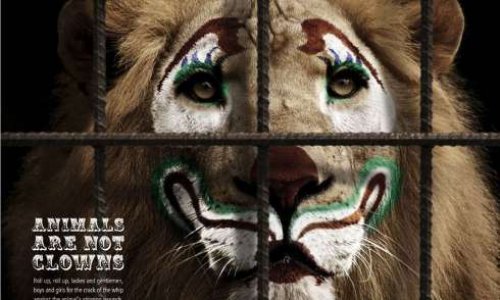 Les animaux ne sont pas des clowns!
