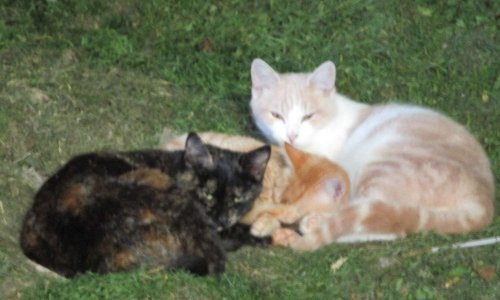 St&eacute;rilisation gratuite des chats