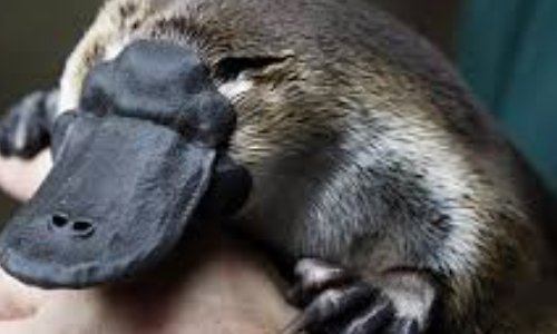Proyecto Orniparques para proteger une especie en p&eacute;ligro de extincion