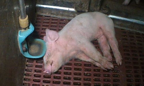 Des porcelets mourants au sein d'un élevage porcin de Juvrecourt (Meurthe-et-Moselle)