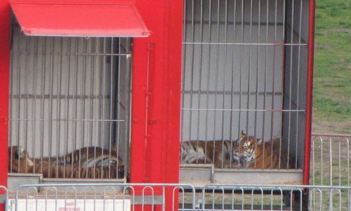 NON AUX CIRQUES AVEC DES ANIMAUX A DECAZEVILLE